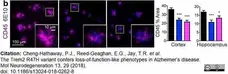 Anti Mouse CD45 Antibody, clone IBL-3/16 gallery image 13