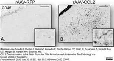 Anti Mouse CD45 Antibody, clone IBL-3/16 gallery image 14