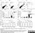Anti Mouse CD45 Antibody, clone IBL-3/16 thumbnail image 2