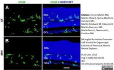 Anti Mouse CD45 Antibody, clone IBL-3/16 gallery image 4