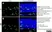 Anti Mouse CD45 Antibody, clone IBL-3/16 thumbnail image 4