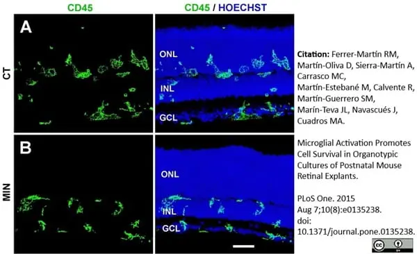 Anti Mouse CD45 Antibody, clone IBL-3/16 gallery image 4