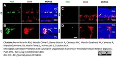 Anti Mouse CD45 Antibody, clone IBL-3/16 gallery image 5