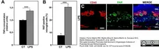 Anti Mouse CD45 Antibody, clone IBL-3/16 gallery image 6
