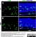Anti Mouse CD45 Antibody, clone IBL-3/16 thumbnail image 7