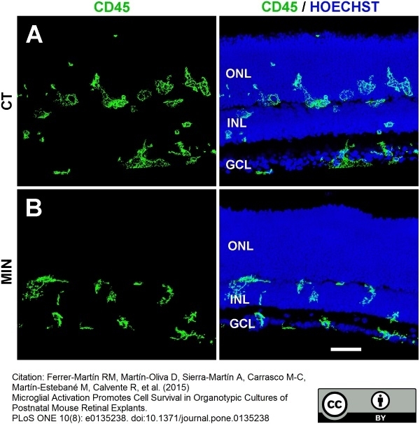 Anti Mouse CD45 Antibody, clone IBL-3/16 gallery image 7