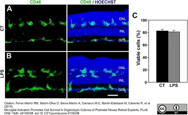 Anti Mouse CD45 Antibody, clone IBL-3/16 gallery image 7