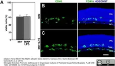 Anti Mouse CD45 Antibody, clone IBL-3/16 gallery image 8