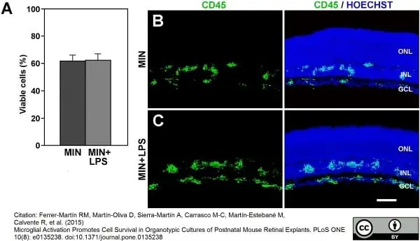 Anti Mouse CD45 Antibody, clone IBL-3/16 gallery image 8