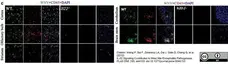 Anti Mouse CD45 Antibody, clone IBL-3/16 gallery image 9
