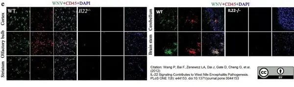 Anti Mouse CD45 Antibody, clone IBL-3/16 gallery image 9