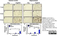 Anti Mouse CD45 Antibody, clone YW62.3 | Bio-Rad