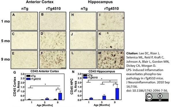 Anti Mouse CD45 Antibody, clone YW62.3 | Bio-Rad