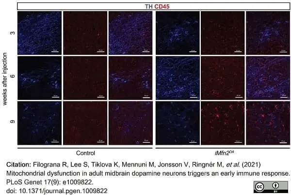 Anti Mouse CD45 Antibody, clone YW62.3 gallery image 10