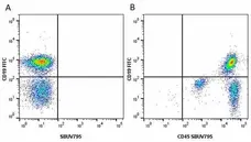 Anti Mouse CD45 Antibody, clone YW62.3 gallery image 14