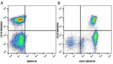 Anti Mouse CD45 Antibody, clone YW62.3 gallery image 15