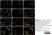 Anti Mouse CD45 Antibody, clone YW62.3 thumbnail image 3