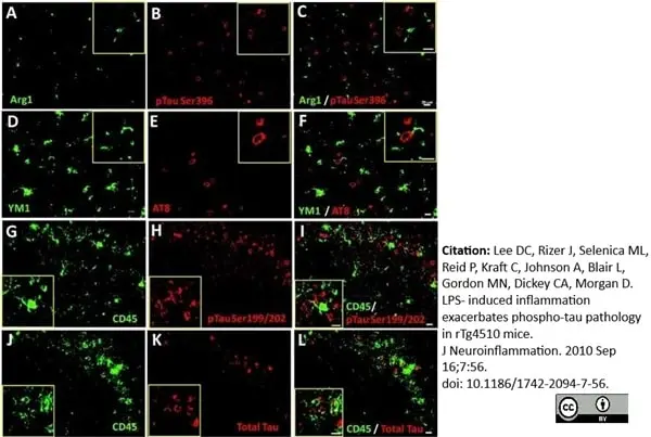 Anti Mouse CD45 Antibody, clone YW62.3 | Bio-Rad
