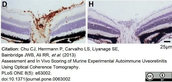 Anti Mouse CD45 Antibody, clone YW62.3 gallery image 4