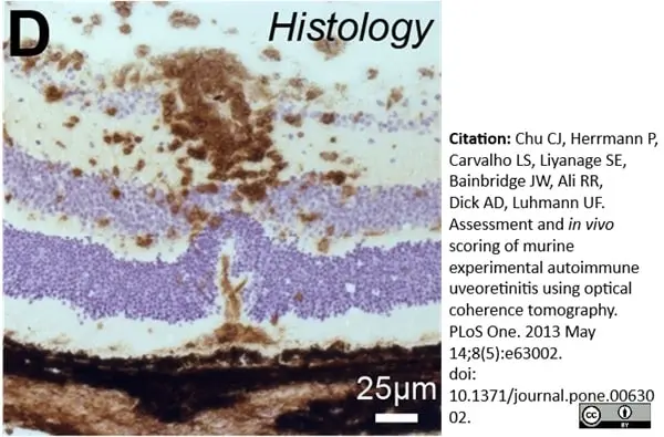 洋楽 BCM CD The Watsonian Institute Anti Mouse CD45 Antibody, clone YW62.3 | Bio-Rad