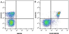 Anti Mouse CD45R Antibody, clone RA3-6B2 gallery image 12