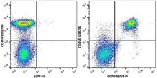 Anti Mouse CD45R Antibody, clone RA3-6B2 gallery image 14