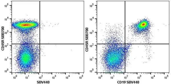 Anti Mouse CD45R Antibody, clone RA3-6B2 gallery image 14