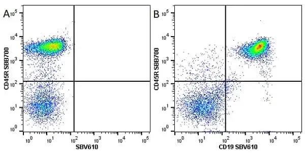 Anti Mouse CD45R Antibody, clone RA3-6B2 gallery image 15