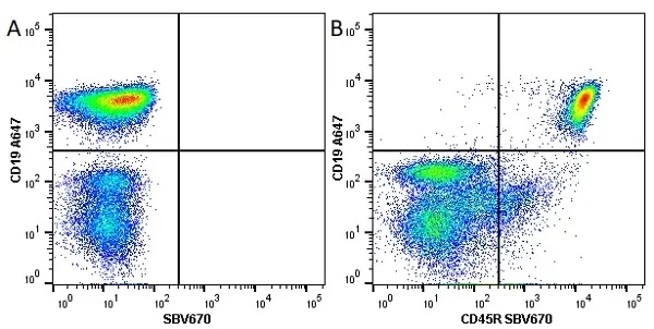 Anti Mouse CD45R Antibody, clone RA3-6B2 gallery image 17