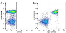 Anti Mouse CD45R Antibody, clone RA3-6B2 gallery image 18