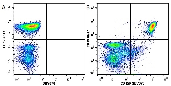 Anti Mouse CD45R Antibody, clone RA3-6B2 gallery image 18