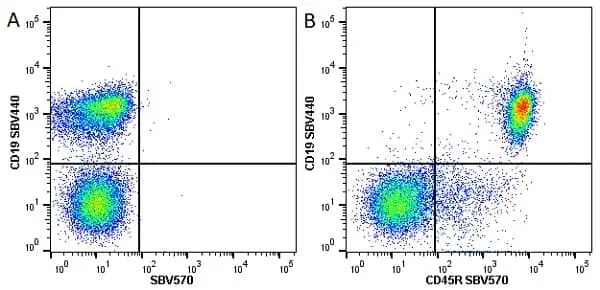 Anti Mouse CD45R Antibody, clone RA3-6B2 gallery image 19