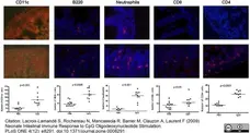 Anti Mouse CD45R Antibody, clone RA3-6B2 gallery image 2