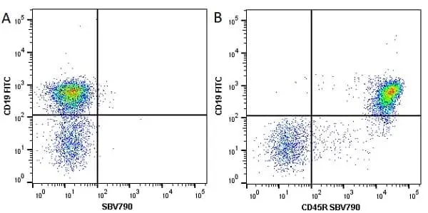 Anti Mouse CD45R Antibody, clone RA3-6B2 gallery image 23