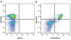 Anti Mouse CD45R Antibody, clone RA3-6B2 gallery image 25