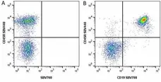 Anti Mouse CD45R Antibody, clone RA3-6B2 gallery image 29