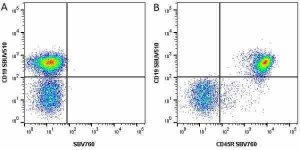 Anti Mouse CD45R Antibody, clone RA3-6B2 gallery image 29