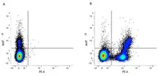 Anti Mouse CD45R Antibody, clone RA3-6B2 gallery image 3