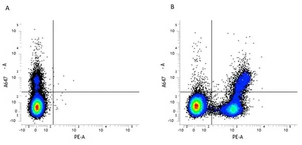 Anti Mouse CD45R Antibody, clone RA3-6B2 gallery image 3