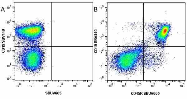 Anti Mouse CD45R Antibody, clone RA3-6B2 gallery image 31