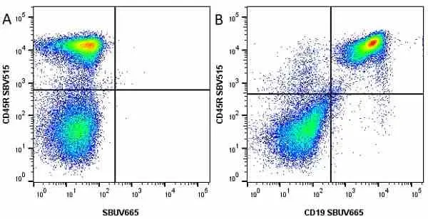 Anti Mouse CD45R Antibody, clone RA3-6B2 gallery image 31