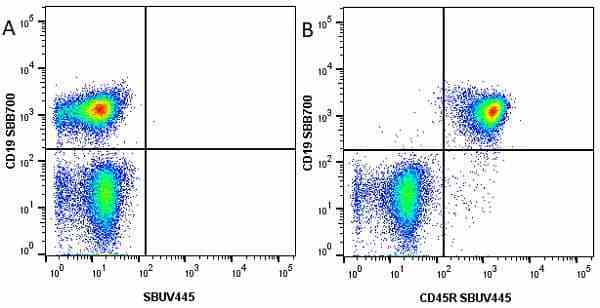 Anti Mouse CD45R Antibody, clone RA3-6B2 gallery image 33