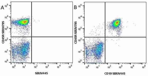Anti Mouse CD45R Antibody, clone RA3-6B2 gallery image 34
