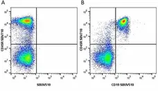 Anti Mouse CD45R Antibody, clone RA3-6B2 gallery image 36