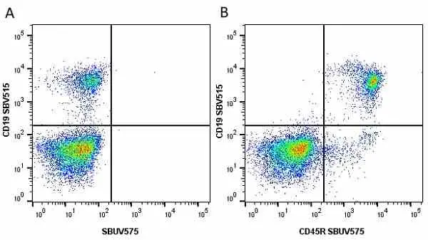 Anti Mouse CD45R Antibody, clone RA3-6B2 gallery image 37
