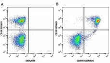 Anti Mouse CD45R Antibody, clone RA3-6B2 gallery image 39