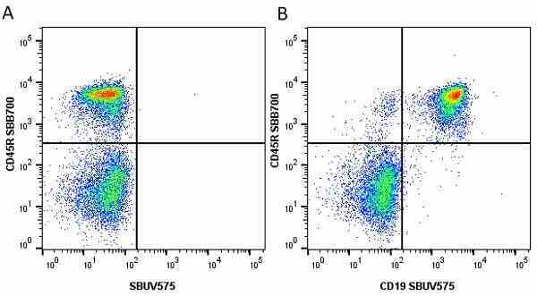 Anti Mouse CD45R Antibody, clone RA3-6B2 gallery image 39