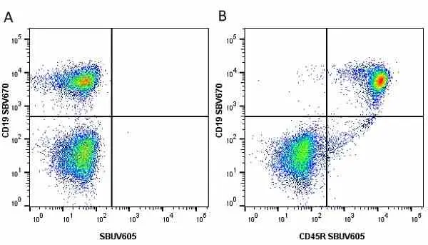 Anti Mouse CD45R Antibody, clone RA3-6B2 gallery image 39