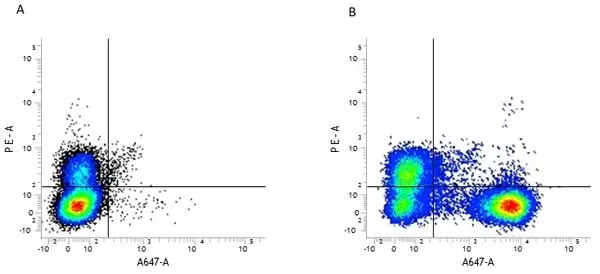 Anti Mouse CD45R Antibody, clone RA3-6B2 gallery image 4