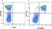 Anti Mouse CD45R Antibody, clone RA3-6B2 thumbnail image 41